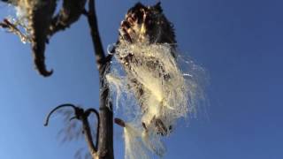 Chuck Johnson- Labradorite Eye- VDSQ
