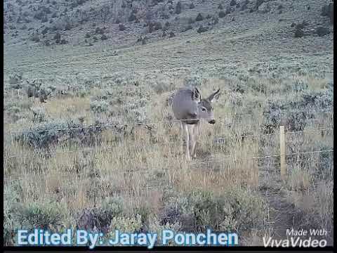 shawa ganglay baab sey