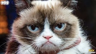 10 КРУТЫХ КОШЕК, ПОПАВШИХ В КНИГУ РЕКОРДОВ ГИННЕСА