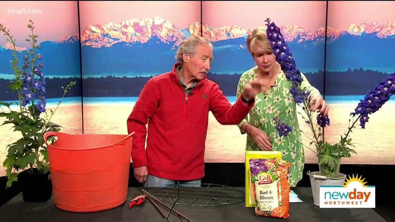 Delphinium blooms are perfect for adding color and height to your garden - New Day NW