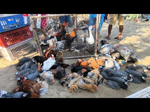 FEIRA DA GALINHA CAPOEIRA DE CAMPINA GRANDE-PB 11/03/2026