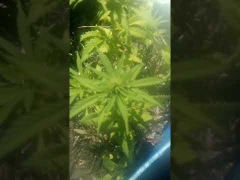 croptober (outdoor cannabis 2023)