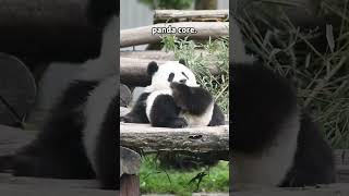 Download lagu PANDA CORE mp3