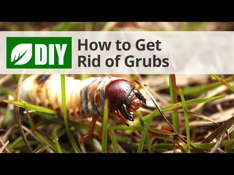  How to Get Rid of Grubs  Video 