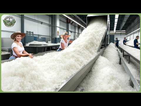 How Sea Salt Is Made – Incredible Million Tons of Sea Salt Farming & Processing