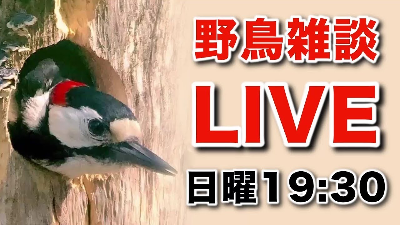 【ライブ配信】野鳥のお話をしましょう 　No.128
