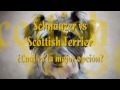 Schnauzer Mediano - Schnauzer vs Scottish Terrier ¿Cuál escoger?