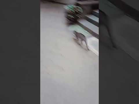 বাড়ির পুসি কে দিলাম ছেড়ে.video kore