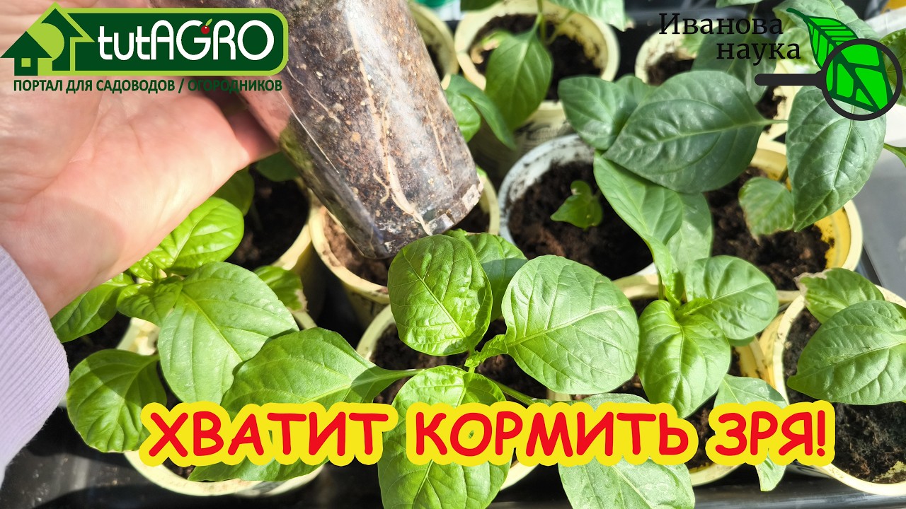 САМАЯ МОЩНАЯ ПОДКОРМКА ПЕРЦА! Рассада перца толстенькая и крепкая: мой спосо