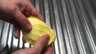 Mangobaum, Samen aus  einer Mango sauber heraus bekommen.