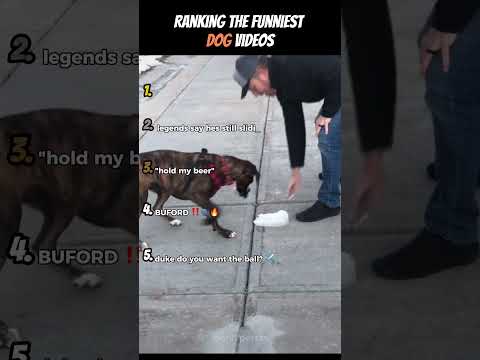 Classement des vidéos de chiens les plus drôles