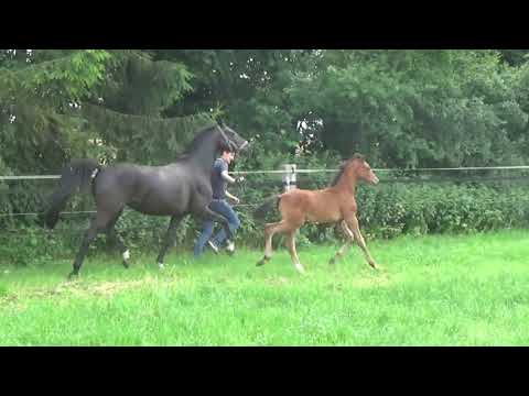 Baron - Danciano - Fürst Heinrich