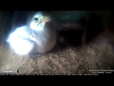White-Tailed Tropicbird Chick Fledges | Nonsuch Expeditions | Cornell Lab – July 6, 2020