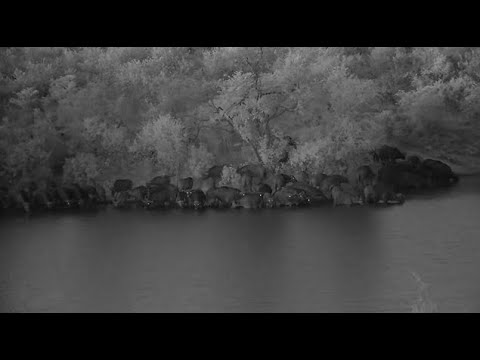 Djuma: Buffalo herd comes to drink at the dam - 17:44 - 06/14/2023