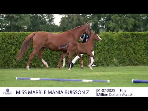 MISS MARBLE MANIA BUISSON Z