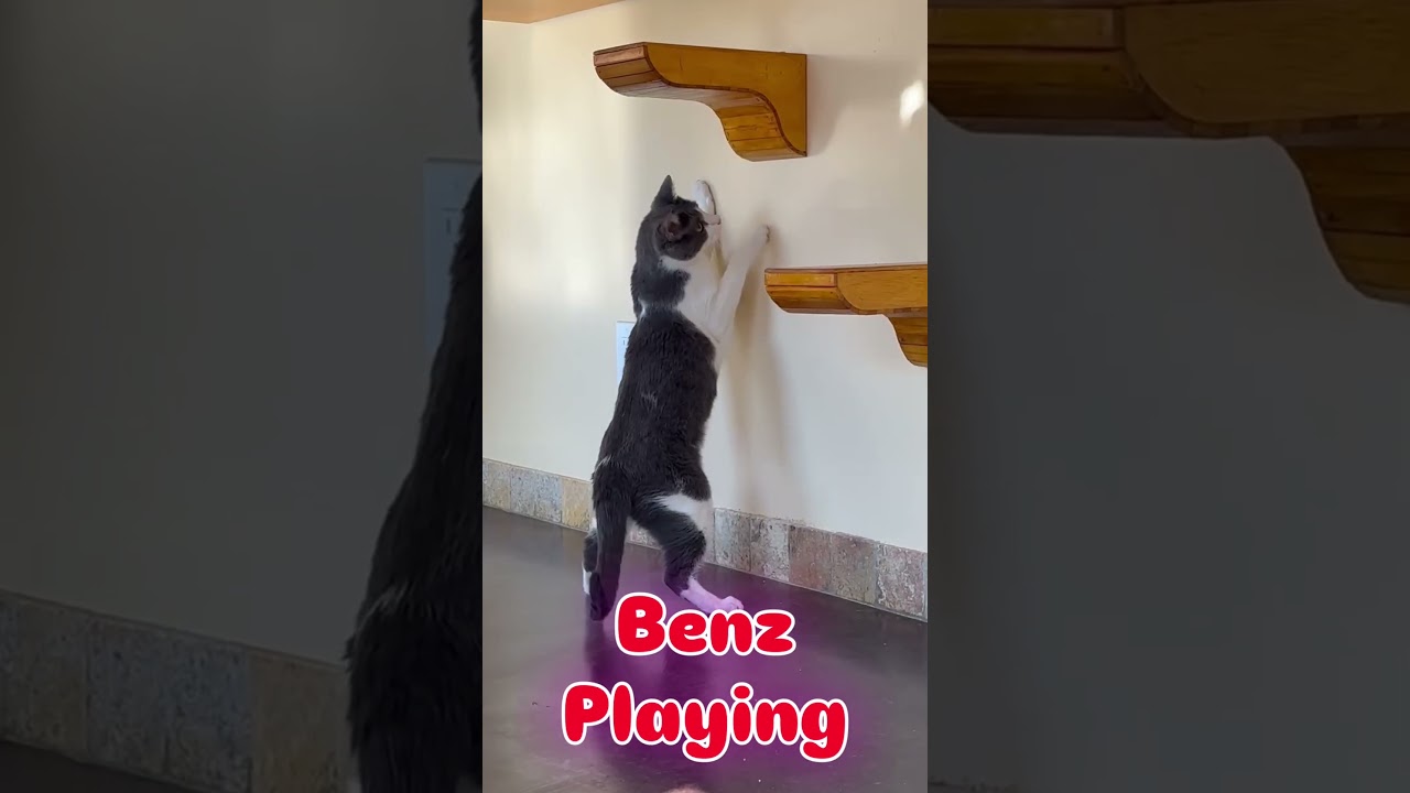 Enlarge Benz (bonded with Mercedes), a ADOPTABLE Domestic Short Hair in Mesa, AZ video 4/4