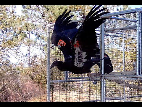 Historic California Condor Release! Ventana Wildlife Society 2025 Highlights