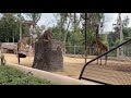 Giraffes And Gazelle At The San Diego Zoo