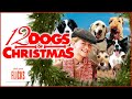 Feel Good Flicks: A Girl's Inspiring Mission with 12 Christmas Dogs