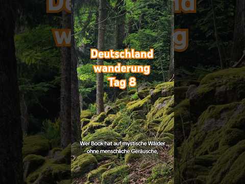 Magischer Schwarzwald 🦉🌳🪵🌲  #schwarzwald #badenwürttemberg #deutschlandreise