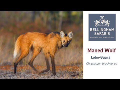 The Brazilian Maned Wolf (Lobo-Guará)