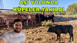 İŞLETMEDEKİ KÜPESİ OLMAYAN HAYVANLARA KÜPE TAKILDI~KIŞLIK HAZIRLIKLAR