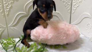 ミニチュアピンシャーの動画01