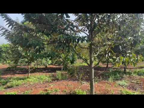 Bán 2ha1 đất đỏ bazan 2 mặt tiền đường,trồng full sầu riêng và bơ tại Xã ĐakLak