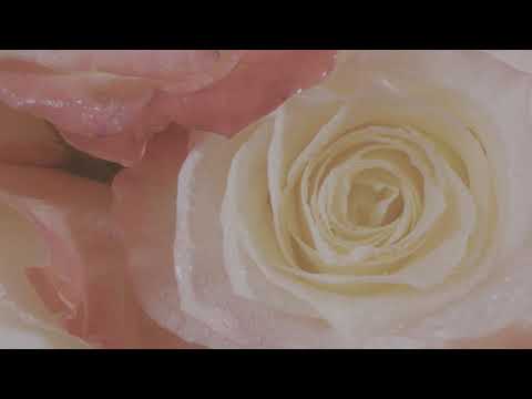 HDR 4K Flower. Extreme Macro