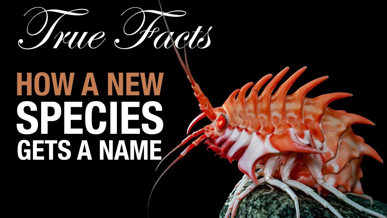 True Facts: How A Species Gets A Name!