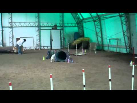 敏捷犬 - 口吃弟弟 練習篇(原發表者:gowell)(體能訓練)