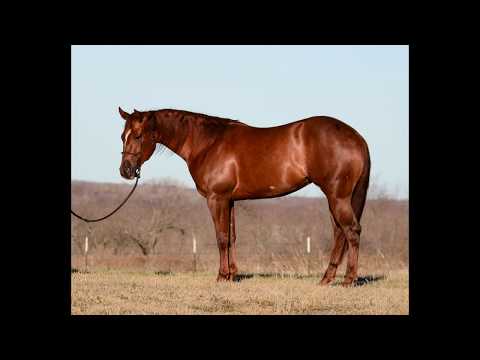 NRHA Futurity Entry: Sparkville 2017 mare by Gunners Tinseltown