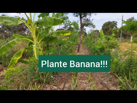 Série PLANTE!!#3 Banana! Agricultura Sintropica!