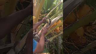 Download lagu Coconut toddy mp3