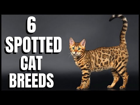 6 Spotted Cat Breeds