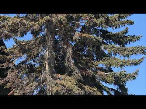 Learn about Spruce Trees