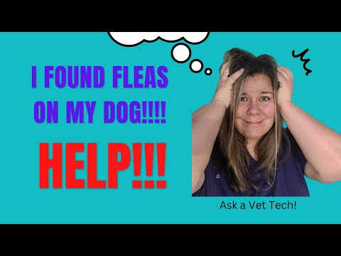 YouTube video about: How do you treat fleas on a dog?