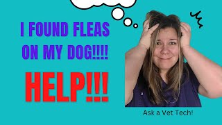 How to Get Rid of Fleas On A Dog (Easy and Effective)