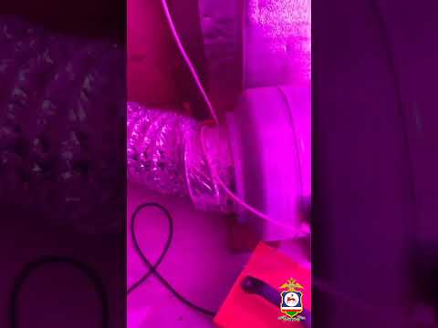 В Якутске вынесен приговор мужчине, организовавшему лабораторию по выращиванию конопли