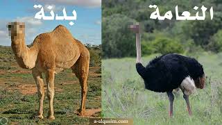 صورة المثل في جزاء الصيد