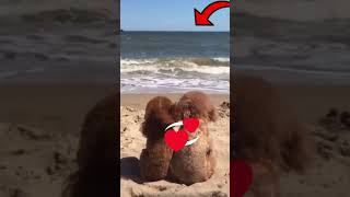 Cute And Funny Dog Video #Shorts #14