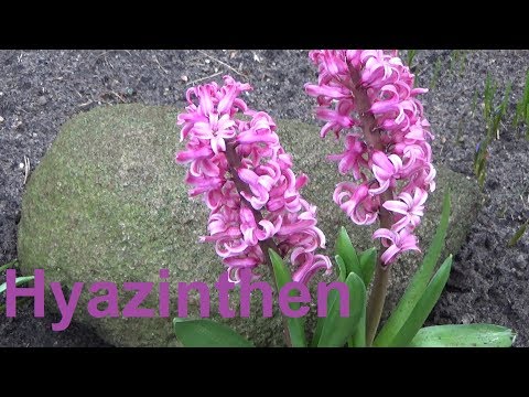 , title : 'Hyazinthen pflege Pflanzen Standort Gießen Düngen Blüte vermehren Hyacinthus'