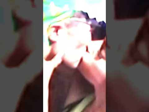 Swimming Paul, Liza Flume - Liza M1