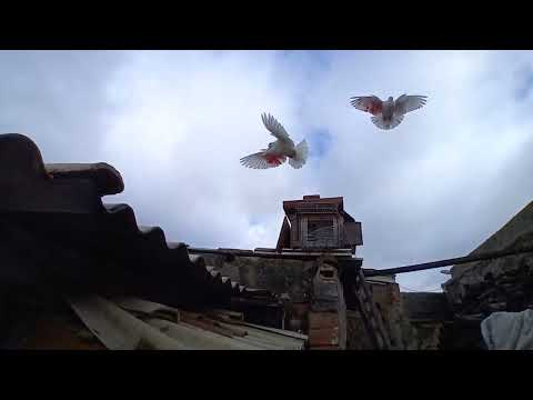 Enjoying our hobby: LET'S FLY THE TARGETS!!!! 🤩🤩🤩