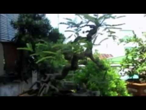 Thể hiện bởi Thanh Trà