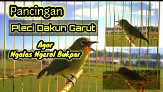 Download lagu Pleci Dakun Garut Gacor Ngalas Ngerol Buka Paruh mp3 Download lagu Pleci Dakun Garut Gacor Ngalas Ngerol Buka Paruh mp3