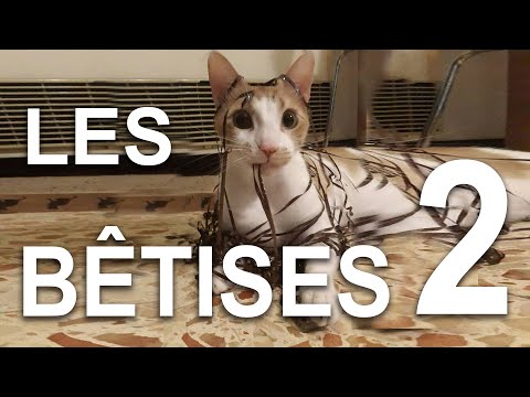 LES BÊTISES 2
