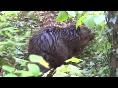 Projekt vom 16.02.2018 Biberteiche in Bellings