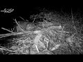Beaver Dam Cam Dam Building Highlights Beaver Activity At Night