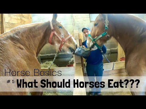 , title : 'HORSE BASICS #1: What Should Horses Eat???'